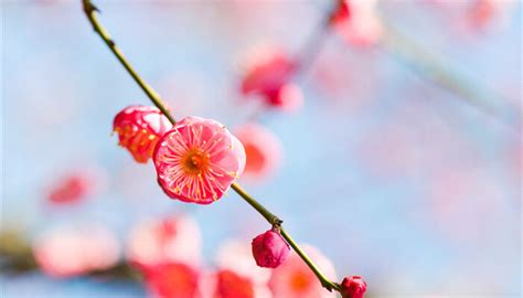 梅花吉祥話|梅花的花语及传说